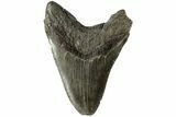 Bargain, Fossil Megalodon Tooth - South Carolina #185230-2